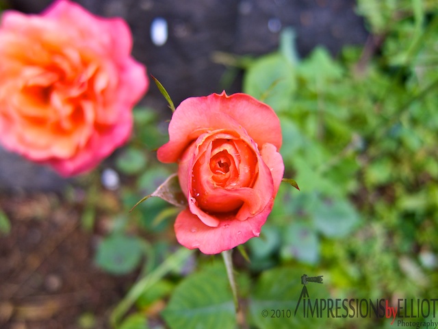 a close up of two red roses in a garden.